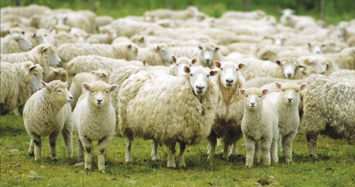 Tác dụng của tinh chất nhau thai cừu là gì mà ai cũng tìm kiếm