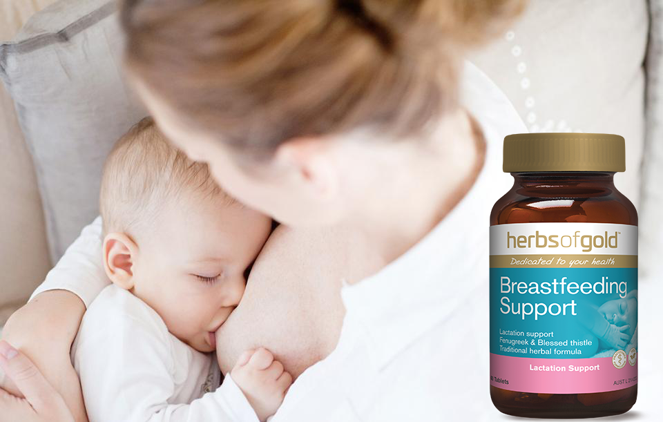 ng-loi-sua-herbs-of-gold-breastfeeding-support-hobies